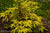 Recycled Tree Of Life Bracelet - Celebrate Golden Spruce Trees