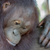 Rainbow Glass Orangutan Bracelet - Save 100 Orangutan Trees & Plant 10 More