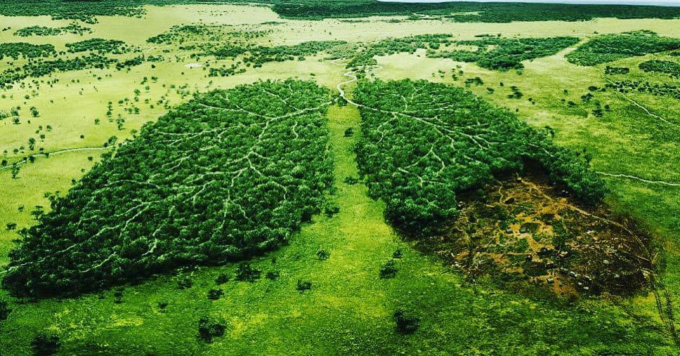 Monthly Carbon Offset | 8 Billion Trees