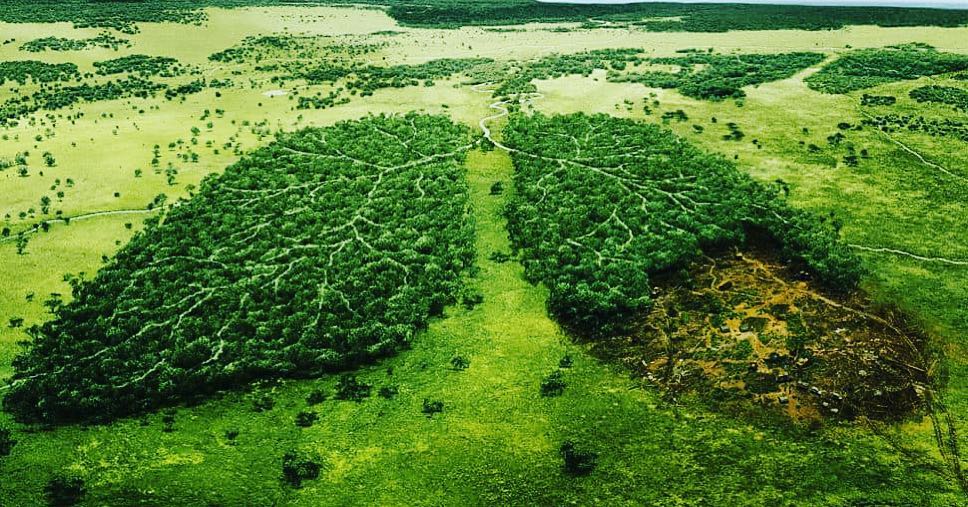 8 Billion Trees Monthly Subscription Save 100 Trees & Plant 10 Every 8 Billion Trees