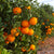 Recycled Tree Of Life Bracelet - Celebrate Orange Trees